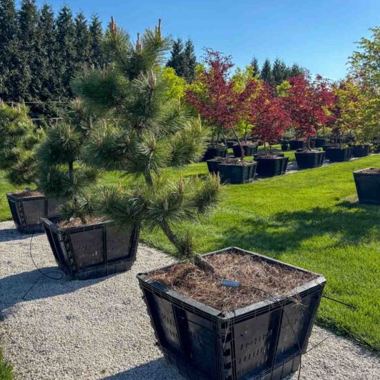 Compact Japanese Black Pine #106 Ptt106 1 Of 1