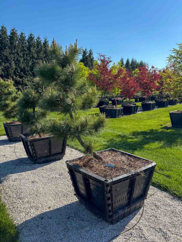 Ornamental Pine Catalog 13 Compact Japanese Black Pine #106