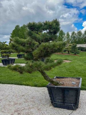 Compact Japanese Black Pine #51