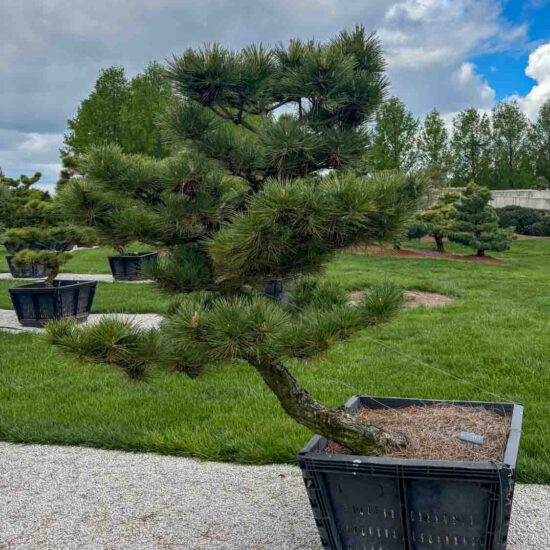 Compact Japanese Black Pine #51 Ptt51 1 Of 1