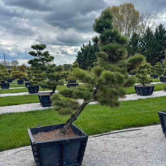 Compact Japanese Black Pine #73 Ptt73 1 Of 1