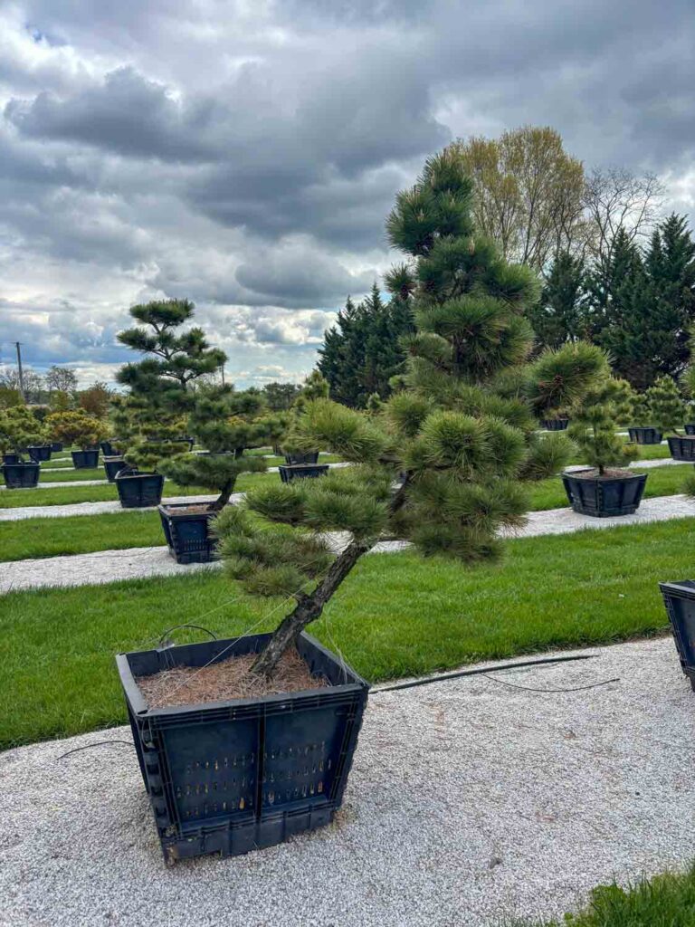 Ornamental Pine Catalog 24 Compact Japanese Black Pine #73