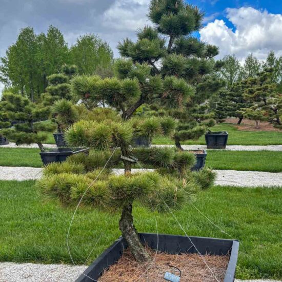 Compact Japanese Black Pine #77 Ptt77 1 Of 1
