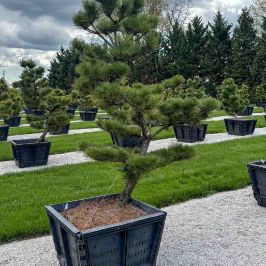 Compact Japanese Black Pine #81 Ptt81 1 Of 1