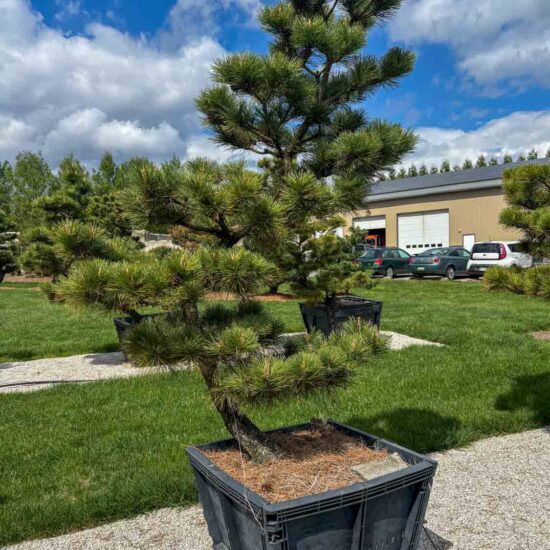 Compact Japanese Black Pine #94 Ptt94 1 Of 1
