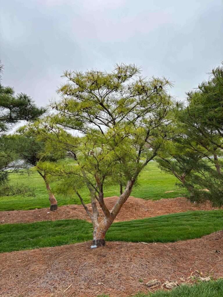 Ornamental Pine Catalog 41 Compact Japanese Red Pine #4