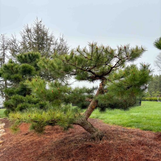 Compact Japanese Red Pine #13 Pdc13 1 Of 1