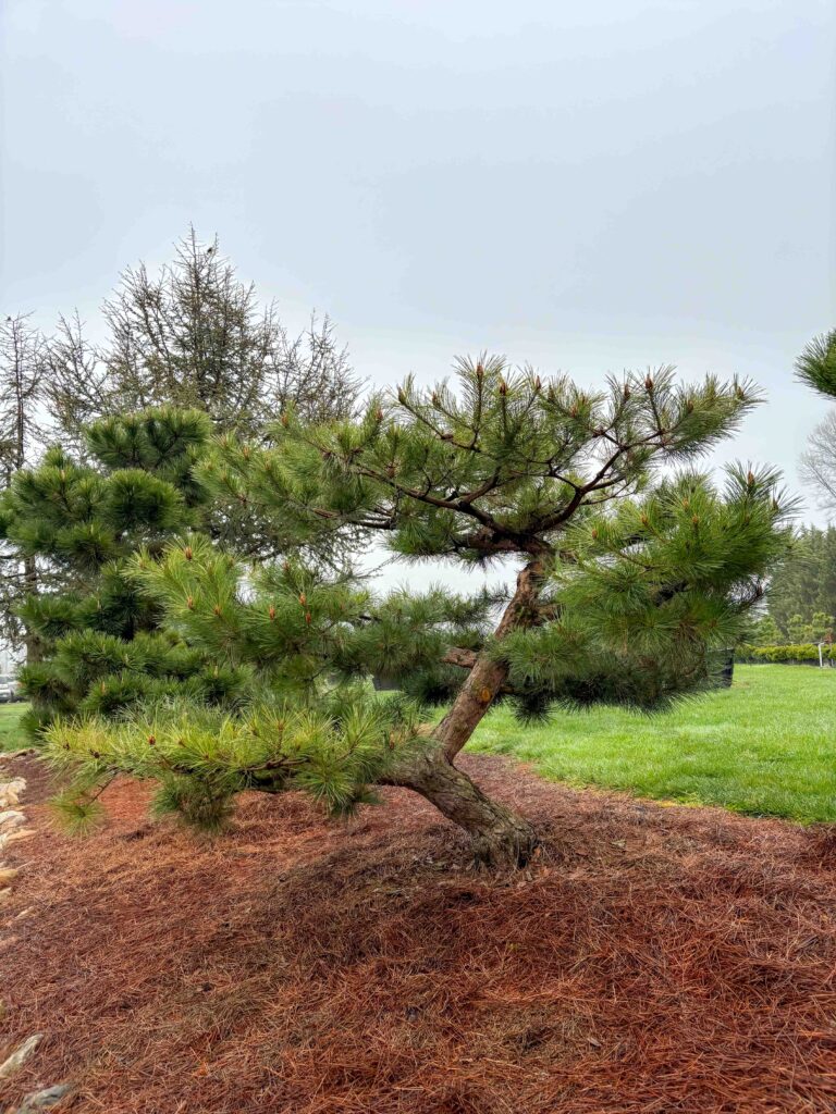 Ornamental Pine Catalog 39 Compact Japanese Red Pine #13