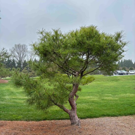 Compact Japanese Red Pine #12 Pdt12 1 Of 1