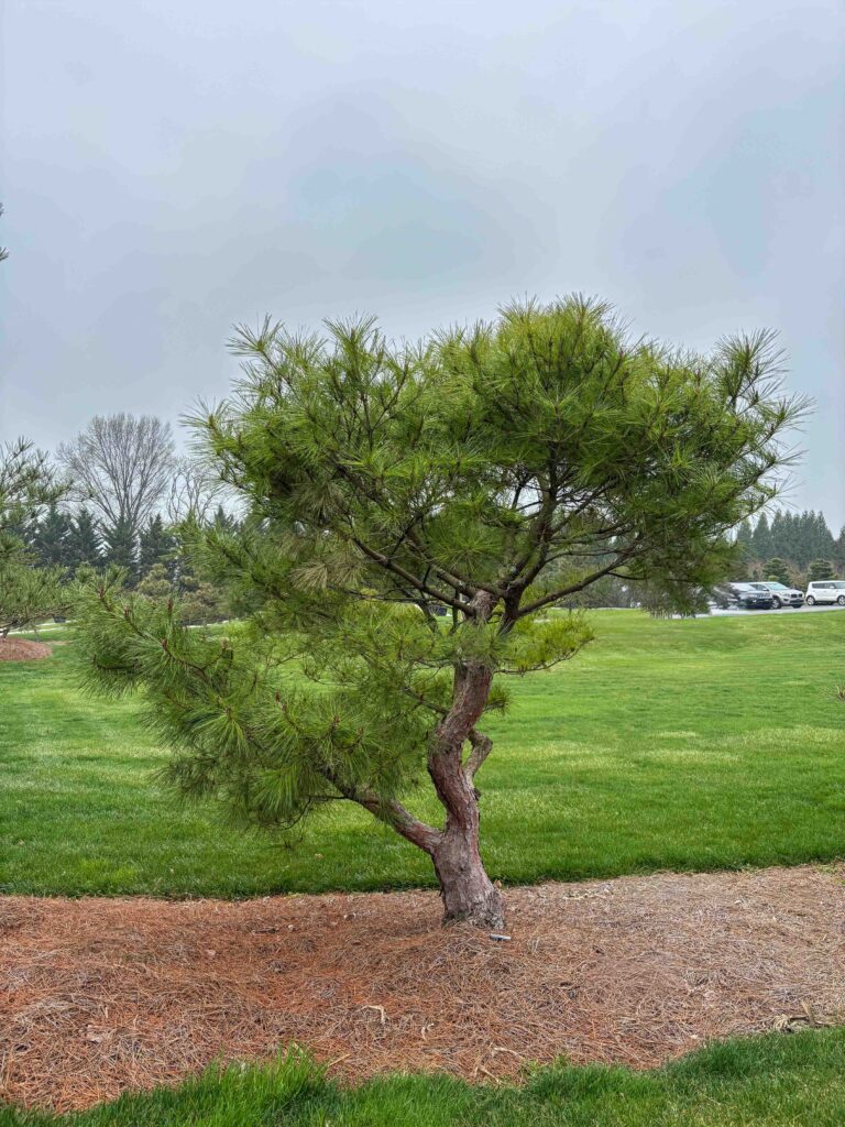 Ornamental Pine Catalog 38 Compact Japanese Red Pine #12