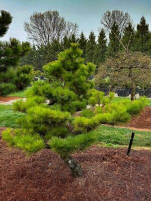 Dwarf Japanese Black Pine #1