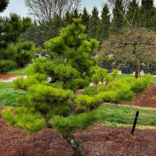 Dwarf Japanese Black Pine #1 Ptb01 1 Of 1